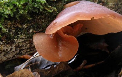 Auricularia