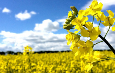 Rapsöl (Brassica napus)