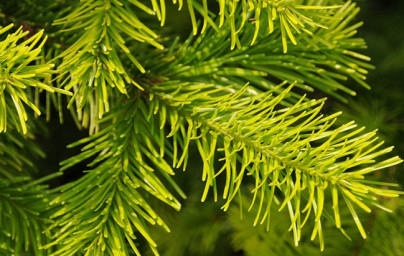 Öl der sibirischen Tanne (Abies sibirica)