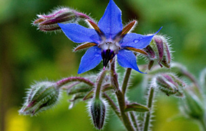 Borretschöl (Borago officinalis)