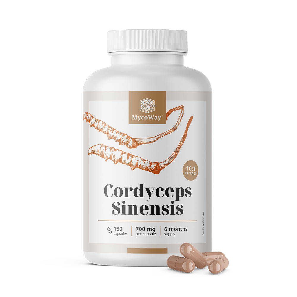 Cordyceps sinensis 1400 mg – Extrakt 10:1