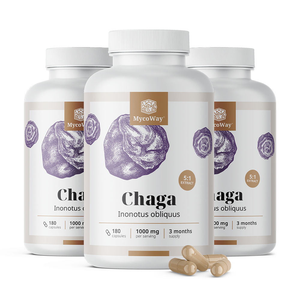 Chaga 1000 mg – Extrakt 5:1